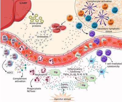 Frontiers | N-Glycosylation And Inflammation; The Not-So-Sweet Relation